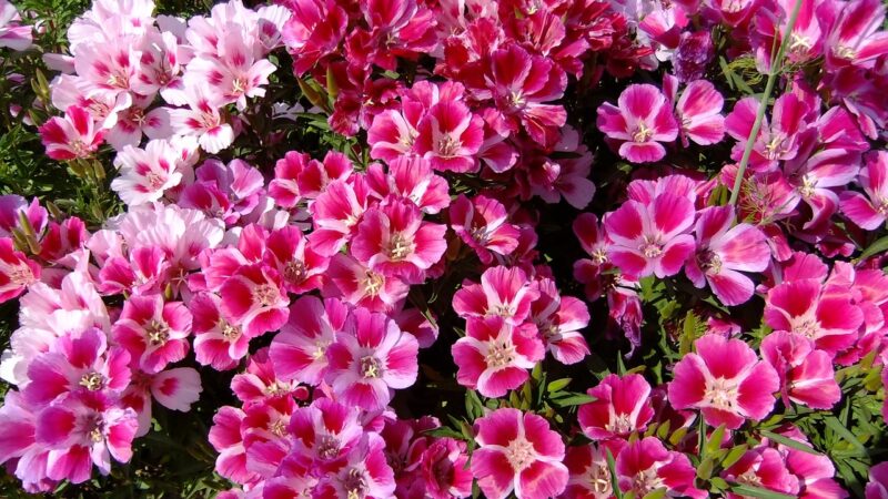 godetia, flowers, summer, garden, nature, meadow, flora, pink, petals, bloom, flower, godetia, godetia, godetia, godetia, godetia