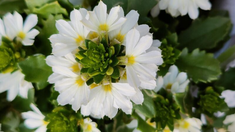 fairy fan-flowers, common fan-flowers, white flowers, flowers, garden, nature, scaevola aemula