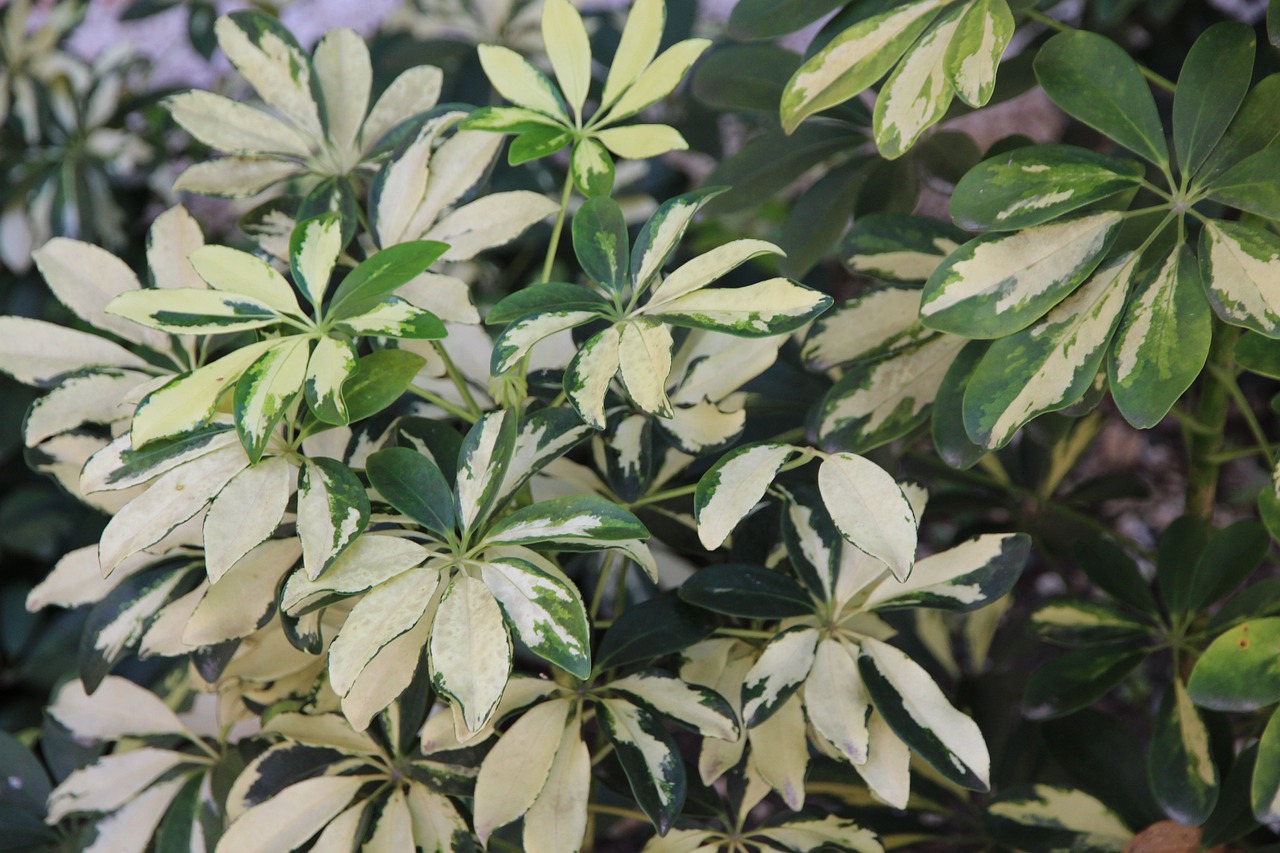 Schefflera Umbrella Plant