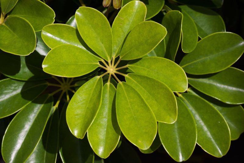 schefflera heptaphylla, plant, leaves