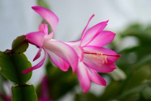 Propagating Christmas Cactus