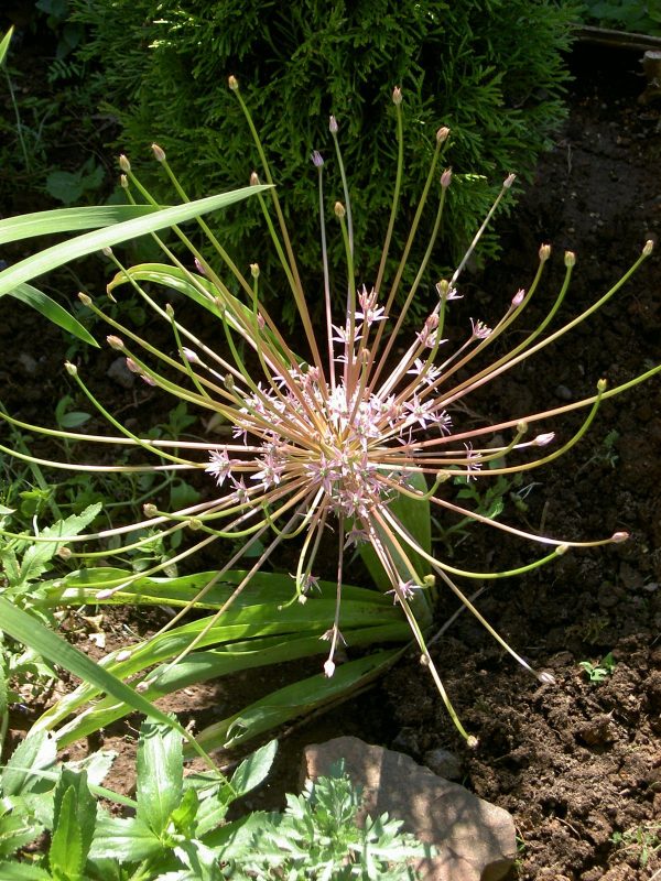 Schubertii Allium