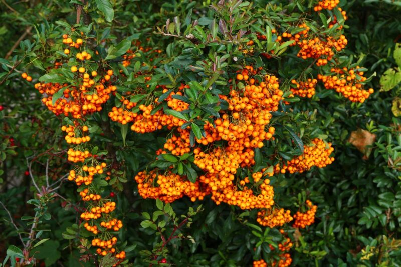 nature, sea buckthorn, shrub, fruit, orange, berry, fall, meal, vitamins, much, growth, sea buckthorn, sea buckthorn, sea buckthorn, sea buckthorn, sea buckthorn