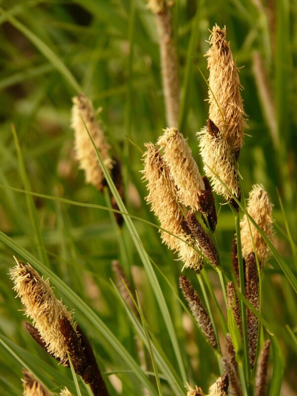 swamp sedge, sharp-edged sedge, carex acutiformis, sedge, sourgrass, rush, reed, reeds, plant, nature, herbaceous plant