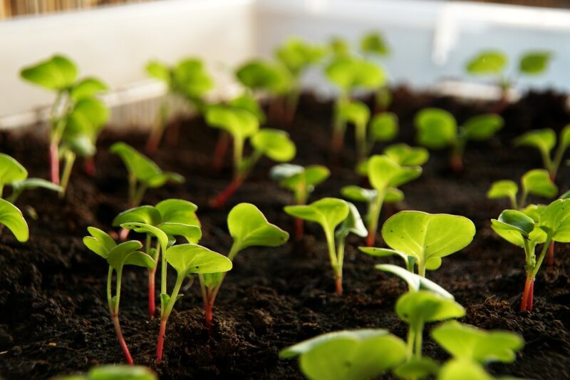 radish, plant, sprout, vegetables, cultivation, food, leaves, nature, cress, radish cress, radish, radish, radish, radish, sprout, sprout, sprout, sprout, sprout, cress, cress, cress