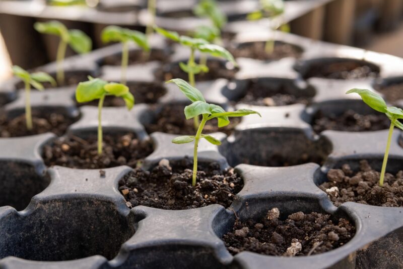 seedling, seedling tray, gardening, seedling, seedling, seedling, seedling, seedling tray, seedling tray, seedling tray, seedling tray, seedling tray