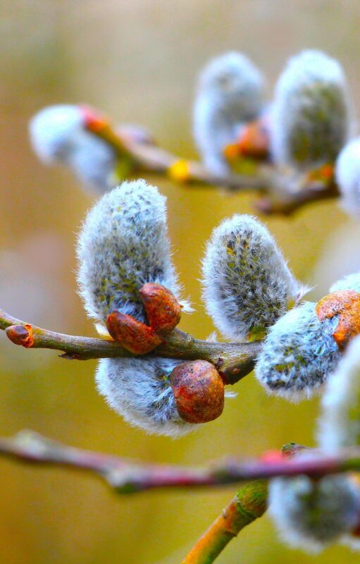 salix caprea, buds, nature, sprig, spring, close up