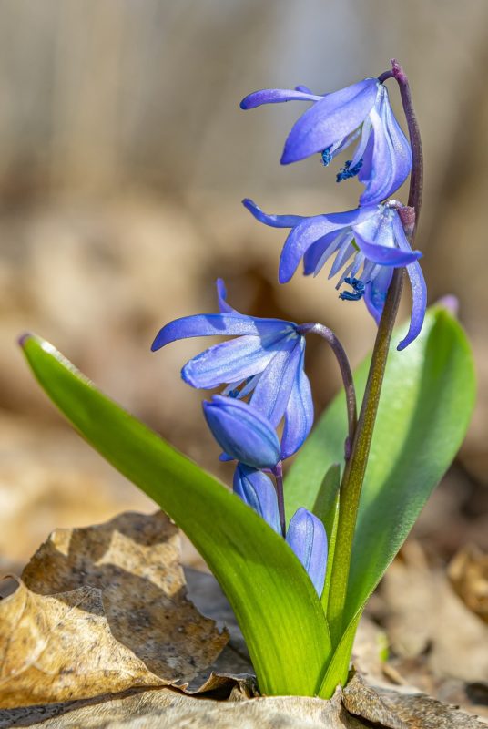 siberian squill, flowers, beautiful flowers