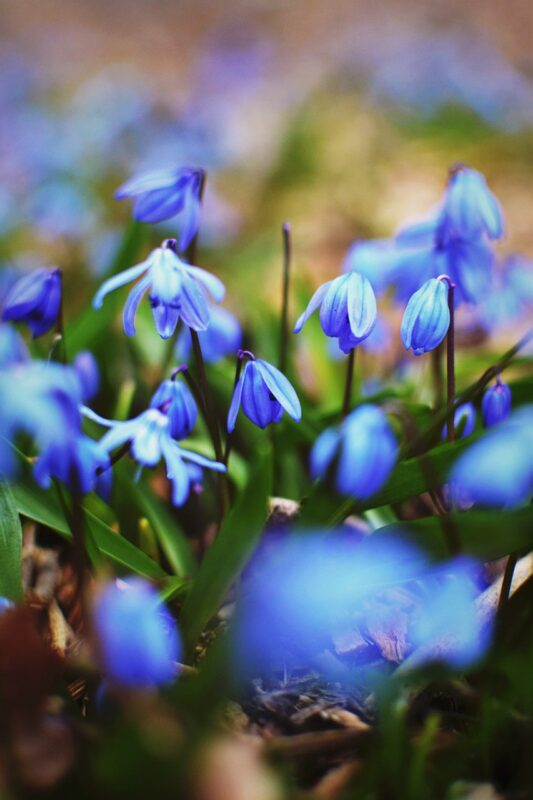 siberian squill, flowers, plant