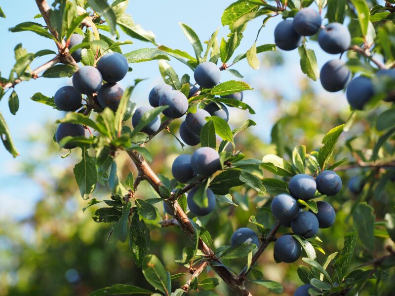 Sloe, aka Blackthorn (Prunus spinosa)