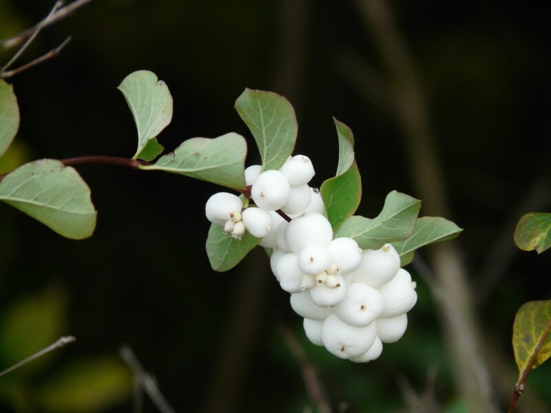 common snowberry, shrub, berry, fruit, white, symphoricarpos albus, ornamental wood, crackpeas