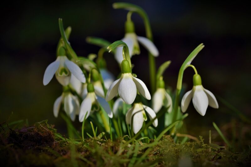 snowdrop, snow bell, spring bells