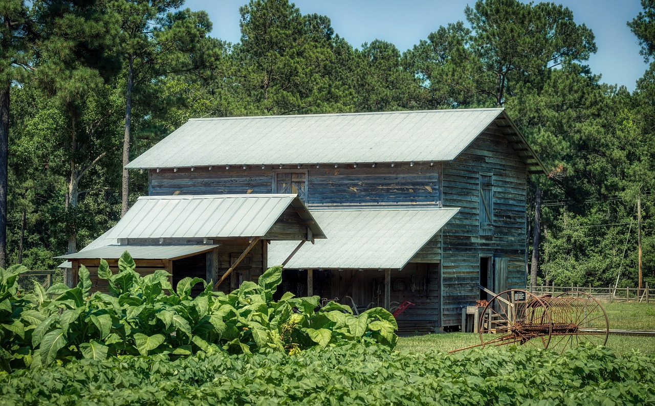 Fall Garden Vegetables for South Carolina