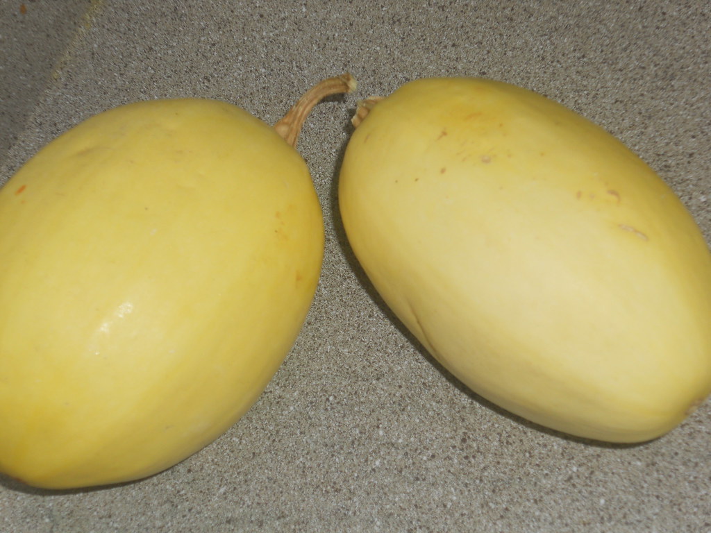 Harvesting Spaghetti Squash