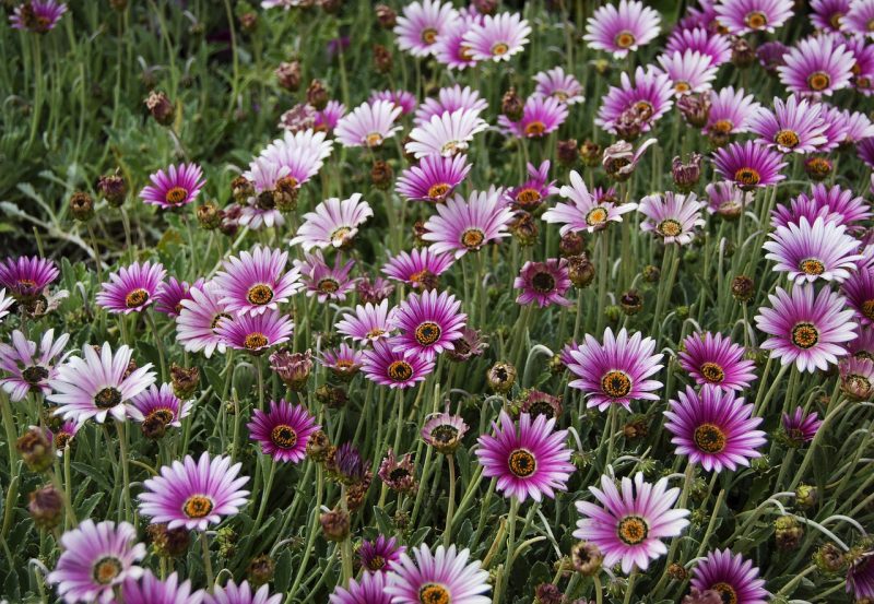 flowers, nature, spring