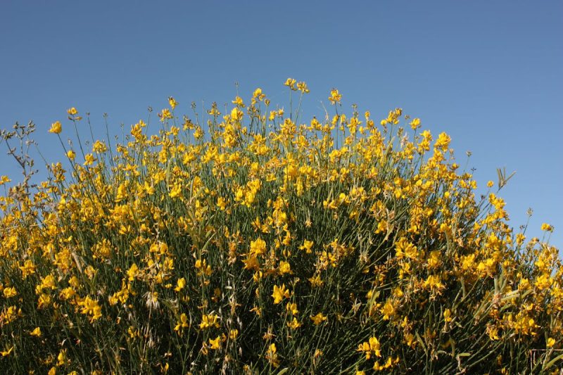 Yellow Spartium Flowers Under the Clear Blue Sky