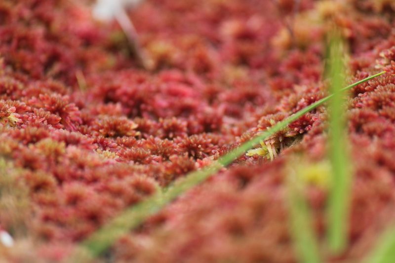 red sphagnum moss, moss, plant