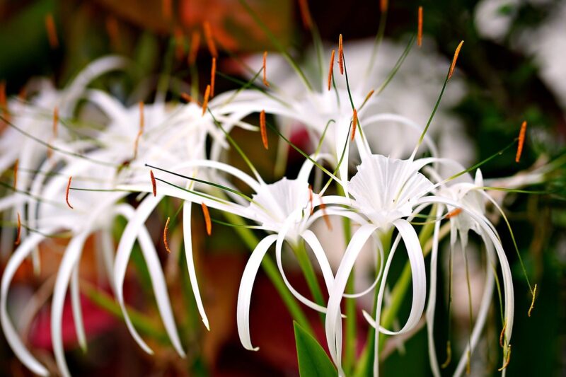 spider lily, flower, plant