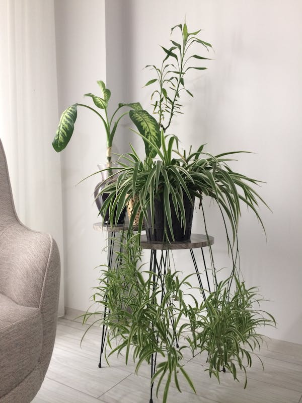 Plants in Room