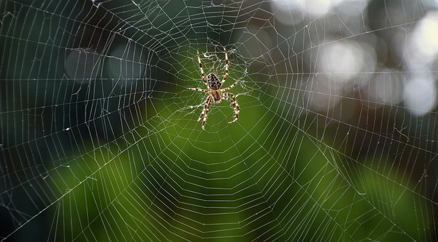 Spider on web - What Eats Earwigs Spiders