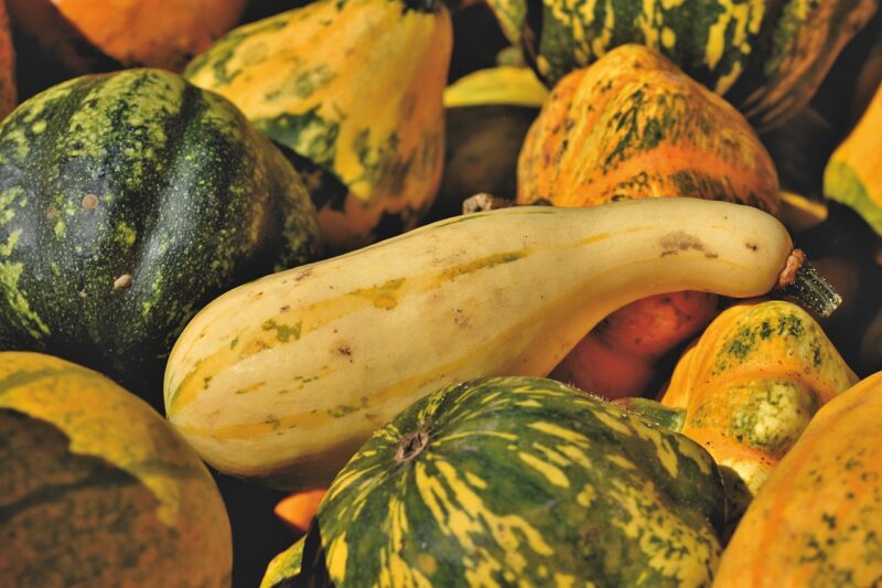 pumpkins, squash, produce, harvest, organic, vegetables, autumn season, autumn harvest, food, squash, squash, squash, squash, squash