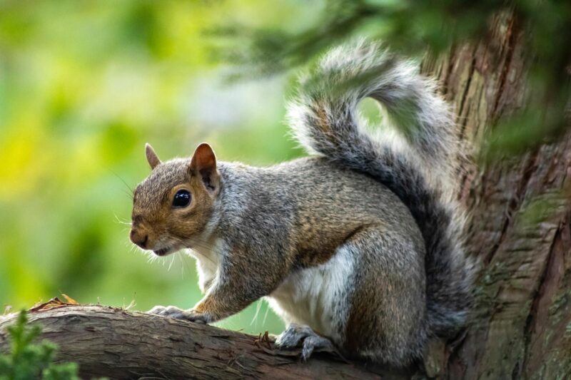 squirrel, rodent, tree, nature, cute animal, fluffy, furry, evergreen, animal, squirrel, squirrel, squirrel, squirrel, squirrel