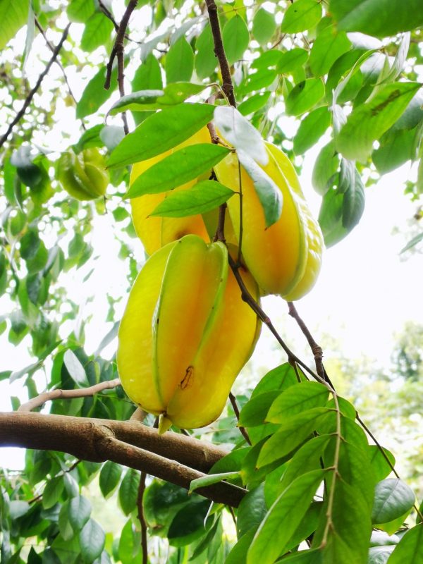 Star Fruit Averrhoa carambola green, carambola, squashy