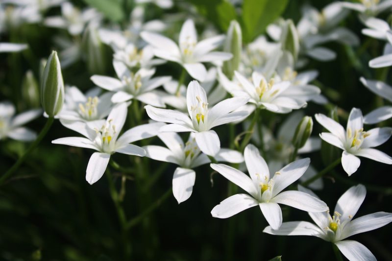 star of bethlehem, flowers, flower background