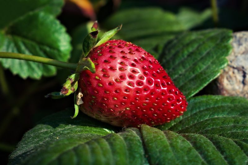 strawberry, fruit, food