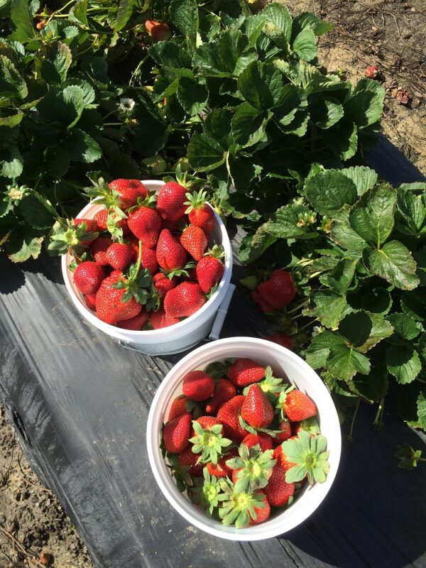 strawberries, strawberry picking, farm, strawberry picking, strawberry picking, strawberry picking, strawberry picking, strawberry picking
