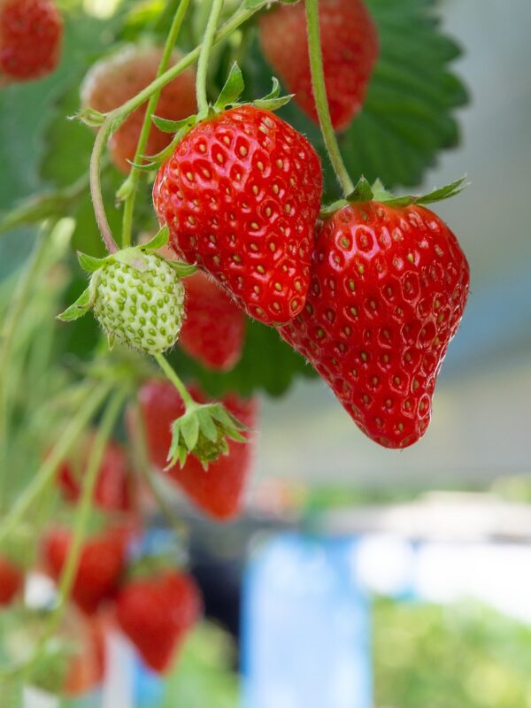 strawberry, red, strawberry picking, fruits, sweet, delicious, vitamin, fresh, natural, fruit, dessert, strawberry, strawberry, strawberry, strawberry, strawberry