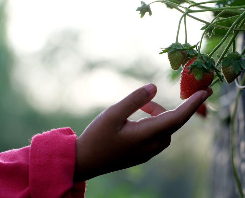 strawberry, fruit, strawberry picking, fruit picking, garden, nature, strawberry picking, strawberry picking, strawberry picking, strawberry picking, strawberry picking