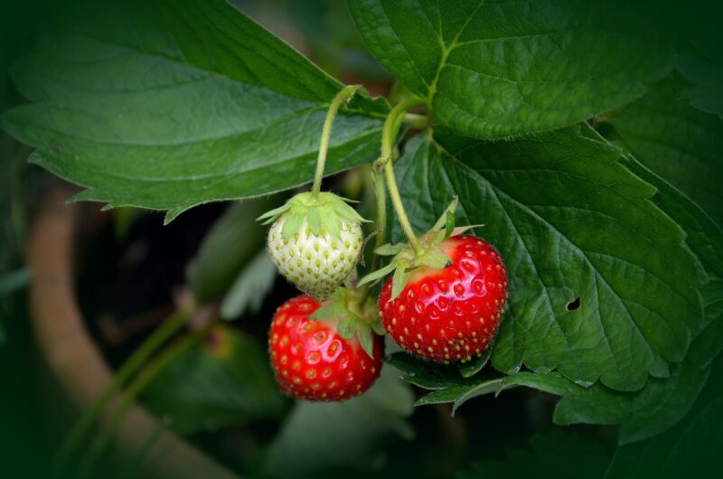 strawberry plant, strawberries, tire, red, immature, berry, nature, glittering, ripe, garden, close up, harvest, strawberry plant, strawberry plant, strawberry plant, strawberry plant, strawberry plant