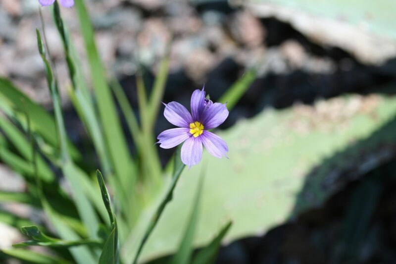 blue-eyed grass, flower wallpaper, sisyrinchium angustifolium, or sisyrinchium biforme, narrow leaf blue-eyed grass, or wiry blue-eyed grass, beautiful flowers, blue, purple, yellow, green, nature, wildflower, flower background, bermuda, flower, macro