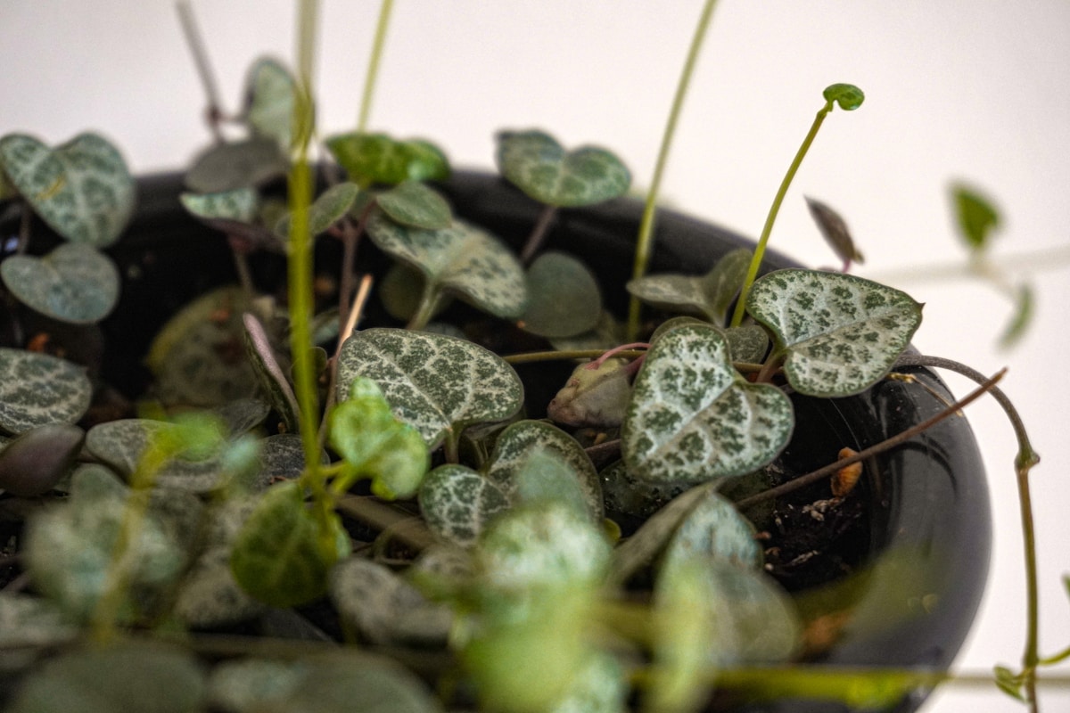 String of Hearts (Ceropegia woodii)