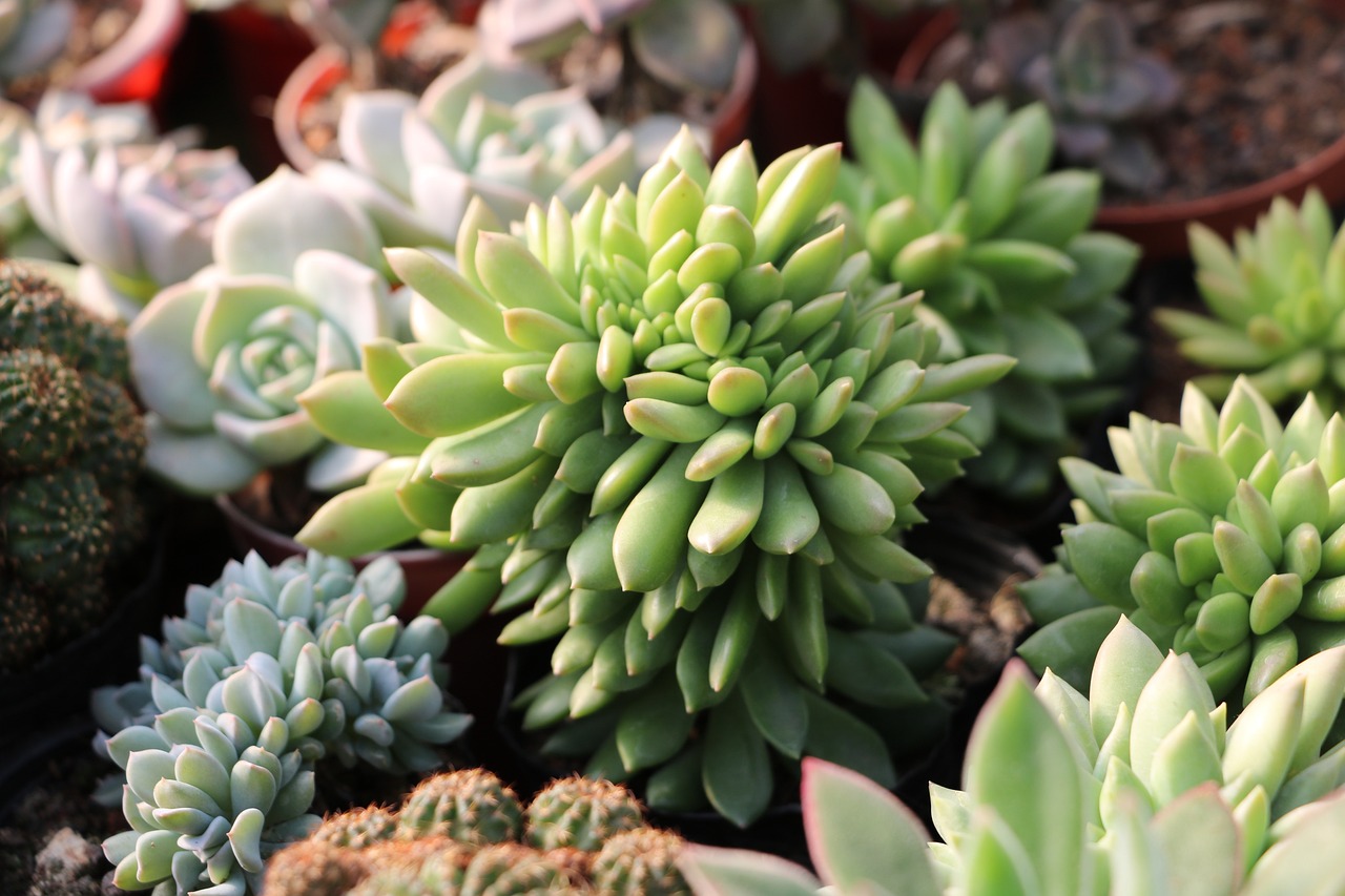 Propagating Succulents from Leaves