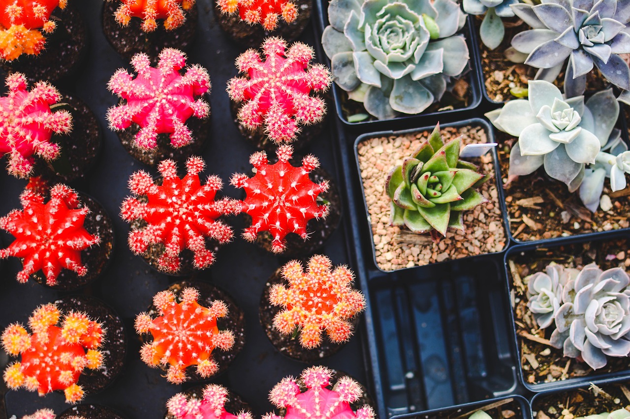 Propagating Succulents