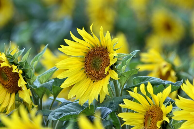 flowers, flower background, sunflowers, beautiful flowers, botany, bloom, blossom, summer, flower wallpaper, yellow, nature, flora