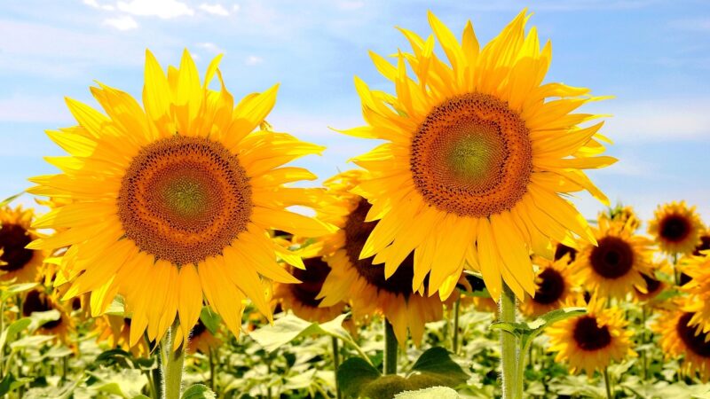 sunflower, yellow flower, nature, sunflower field, plants, summer