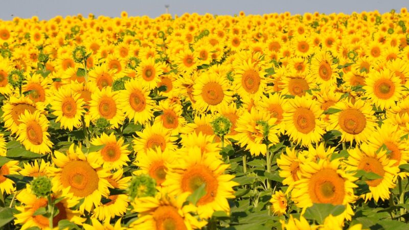sunflower, yellow flower, sunflower field, sunflower, sunflower, sunflower field, sunflower field, sunflower field, sunflower field, sunflower field