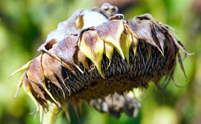 withered flower, withered sunflower, nature, dried sunflower, flower background, wilted sunflower, dried flower, wilted flower, flower, beautiful flowers, flower wallpaper, sunflower, closeup