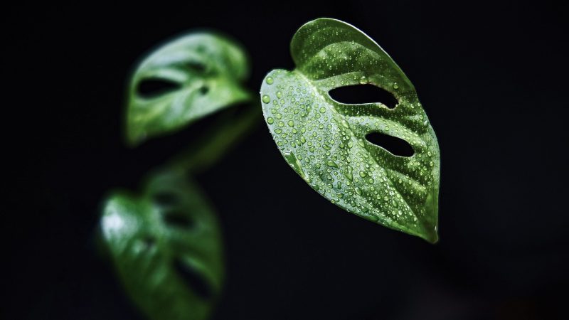 leaves, plant, nature