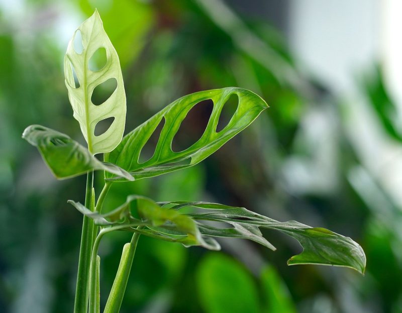 monstera, leaves, plant