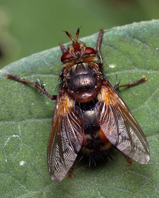 Tachinid Fly on Leaf - What Eats Cutworms - Cutworm Predators
