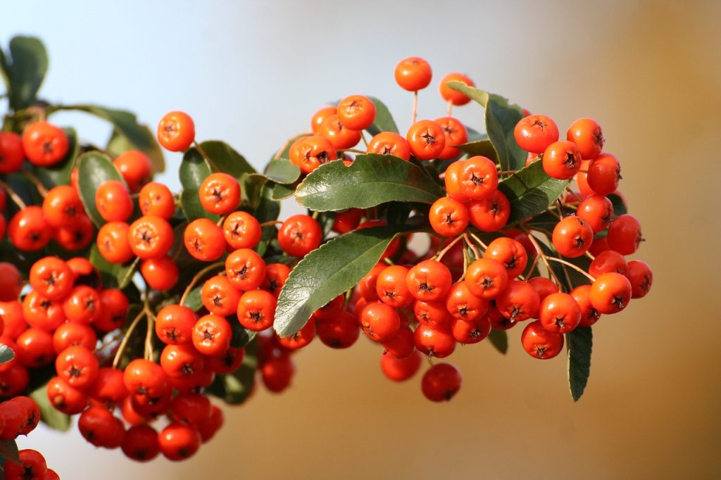 firethorn, berry, shrub