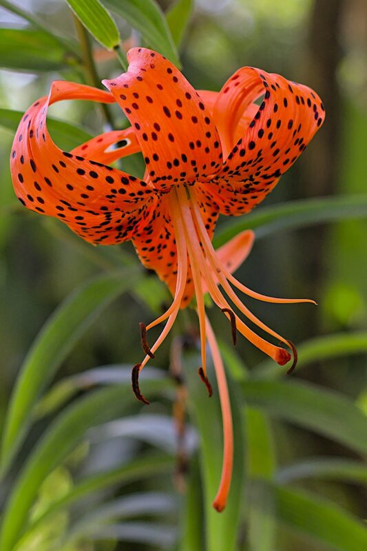 Tiger Liliee Lilium lancifolium