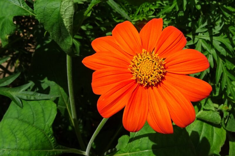 flower, mexican sunflower, tithonia