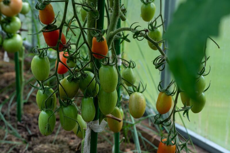 tomatoes, unripe tomatoes, greenhouse, garden, gardening, tomato plant, greenhouse, nature, tomato plant, tomato plant, tomato plant, tomato plant, tomato plant