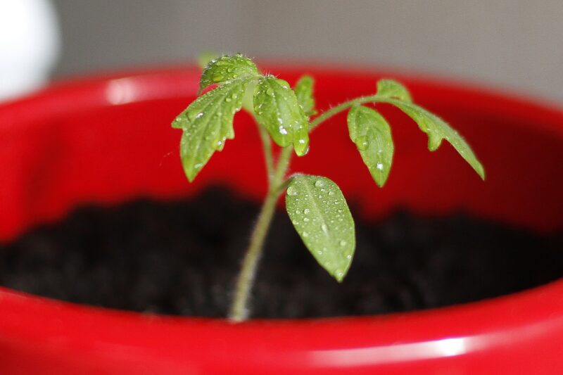 tomato, seedling, plant