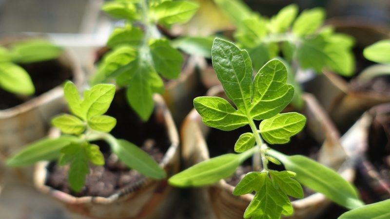 plants, seedling, tomatoes